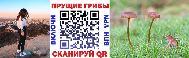Псилоцибиновые грибы Psilocybine cubensis  Вуктыл 